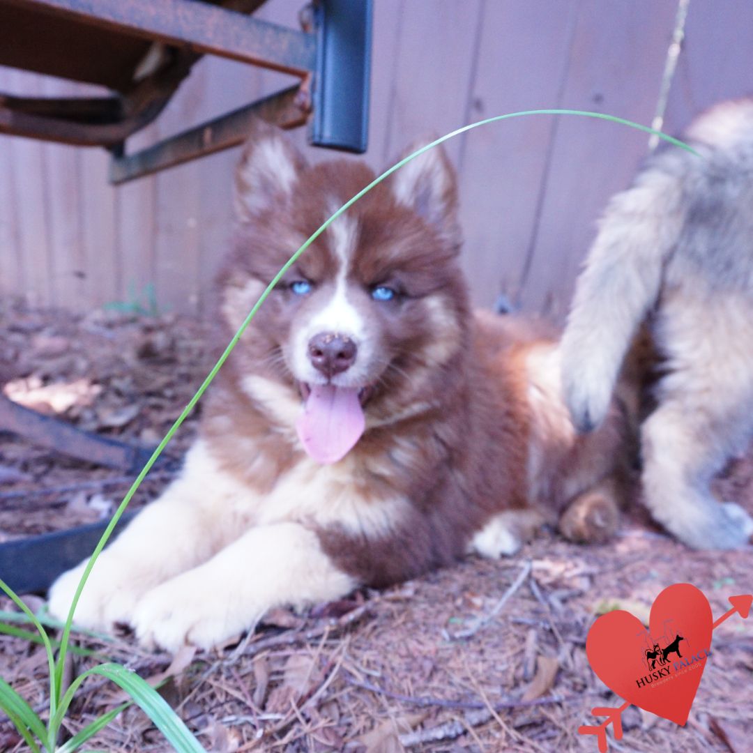 Copper Siberian Husky old fort Copper Siberian Husky old fort