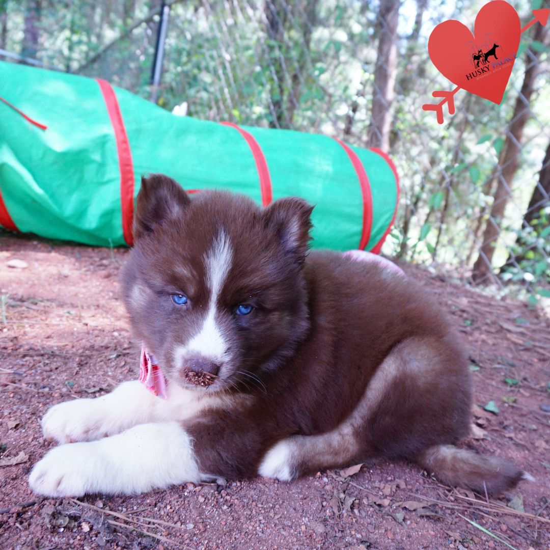 Copper Siberian Husky rock hill Copper Siberian Husky