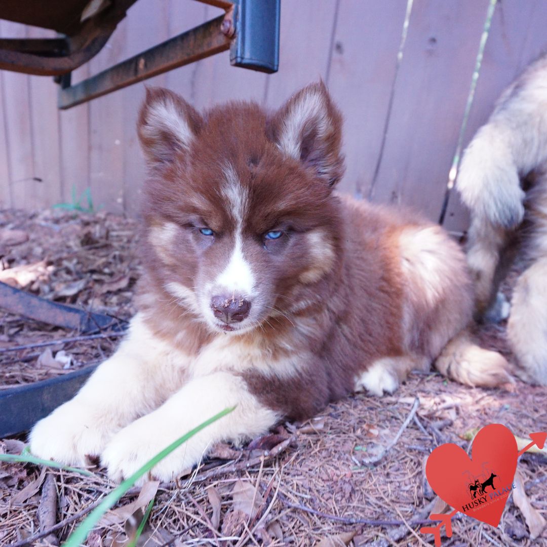 Copper Siberian Husky sanford Copper Siberian Husky sanford
