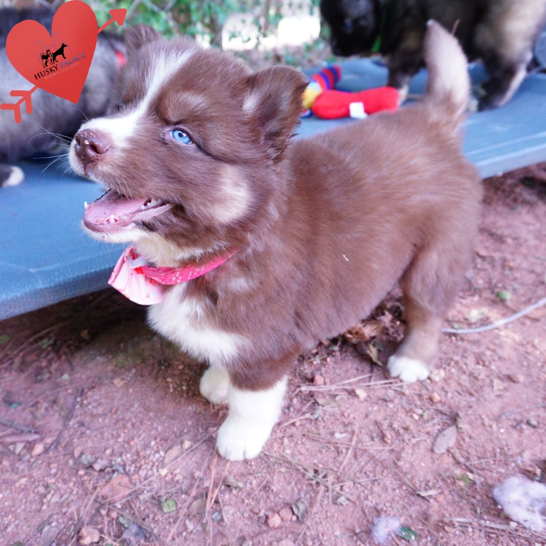 Copper Siberian Husky walhalla Copper Siberian Husky