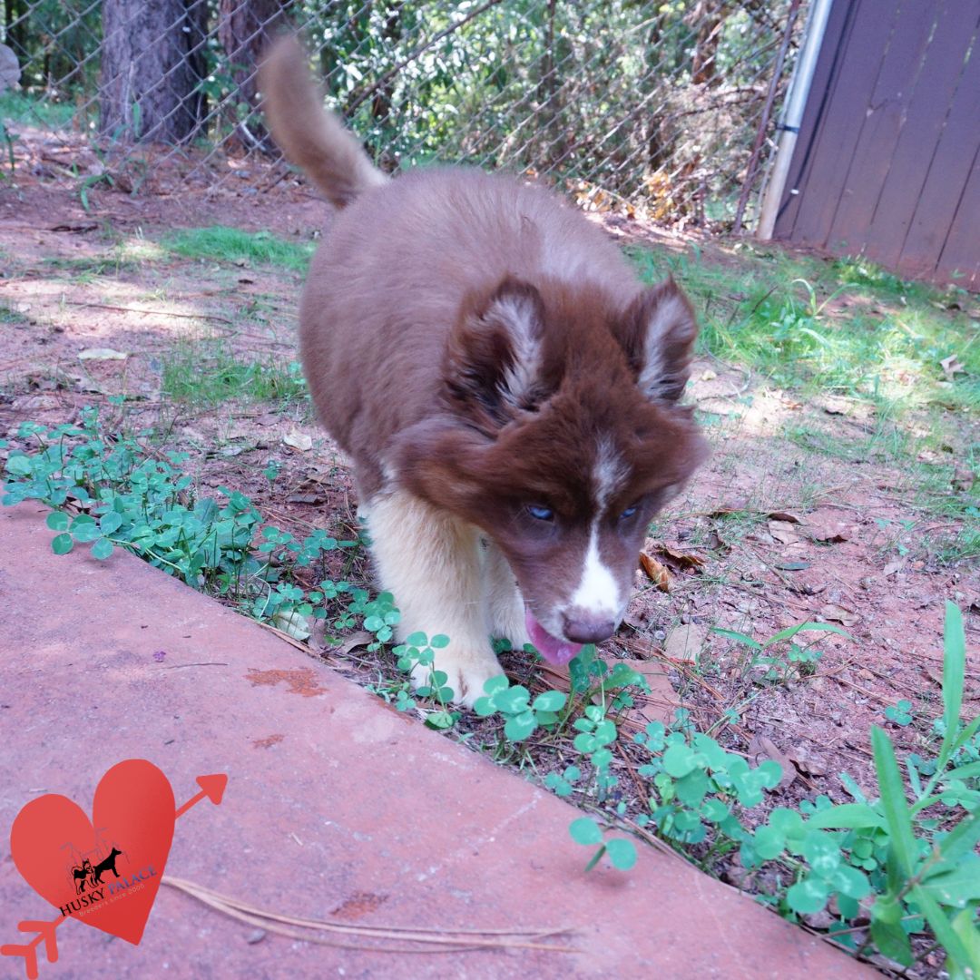 Copper Siberian Husky wilson Copper Siberian Husky wilson