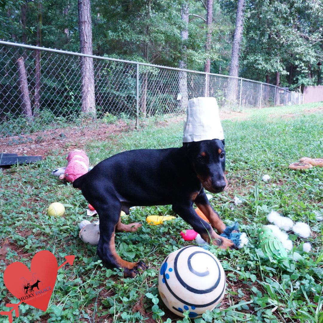 Doberman Pinscher Puppies For Sale atlanta