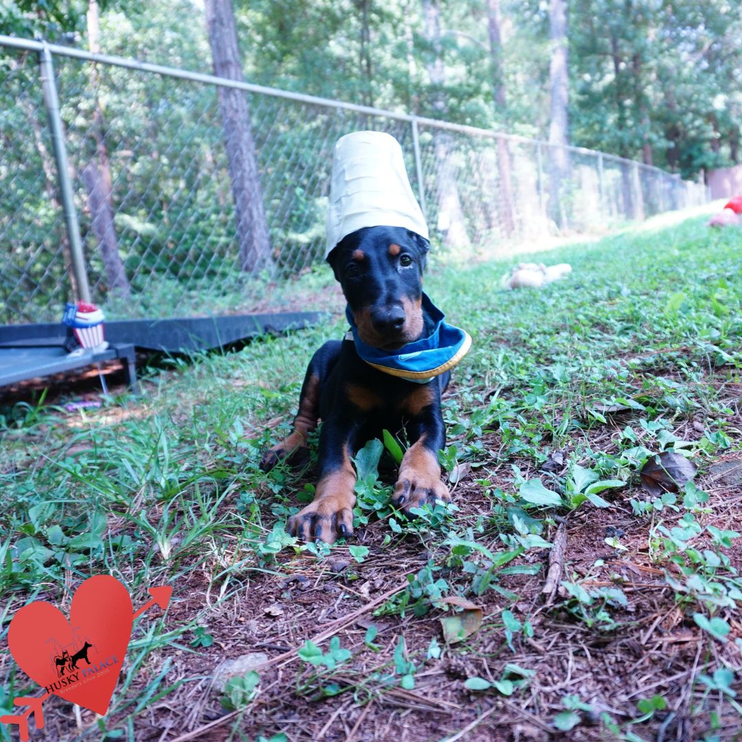 Doberman Pinscher Puppies For Sale moreland