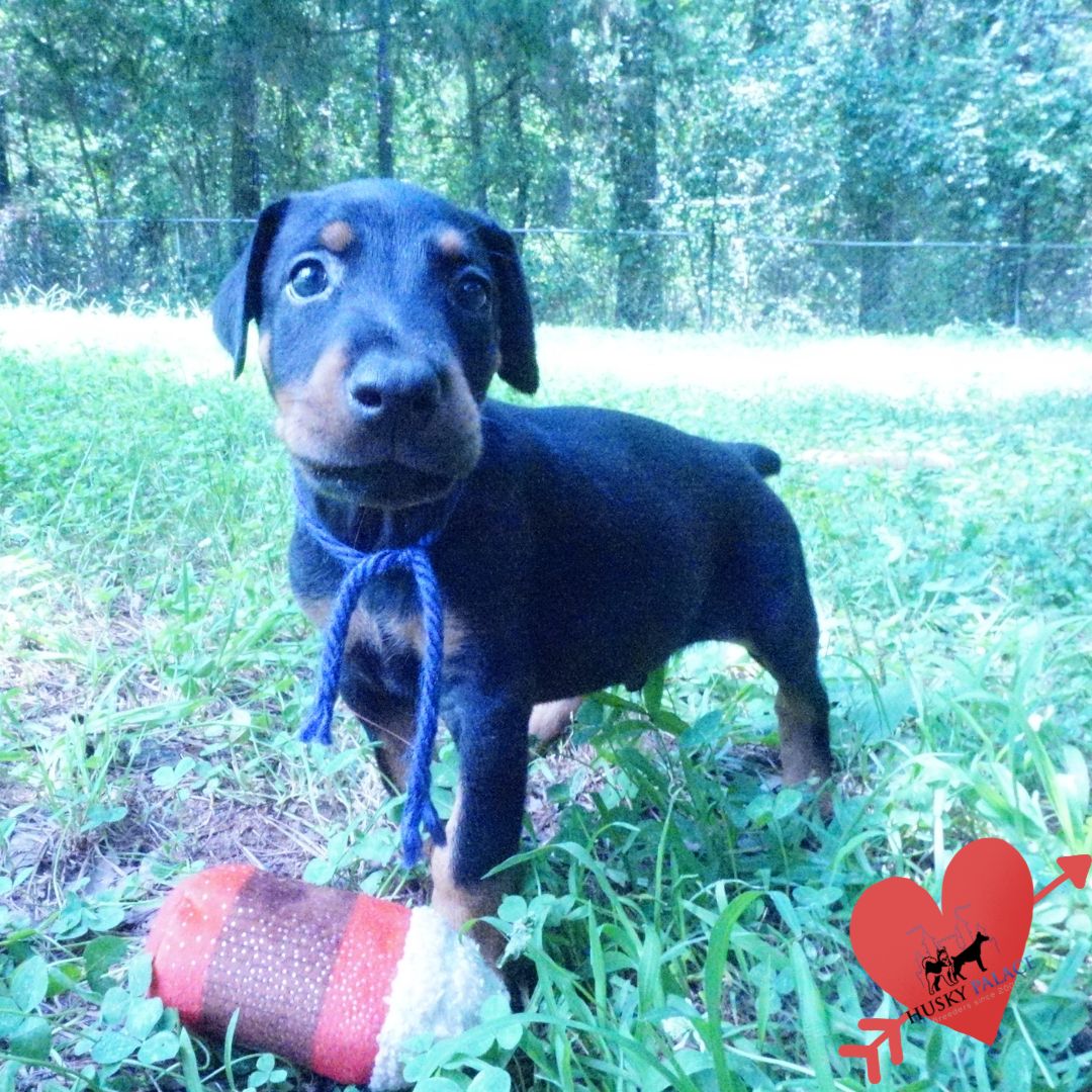 Doberman Pinscher Puppies For Sale