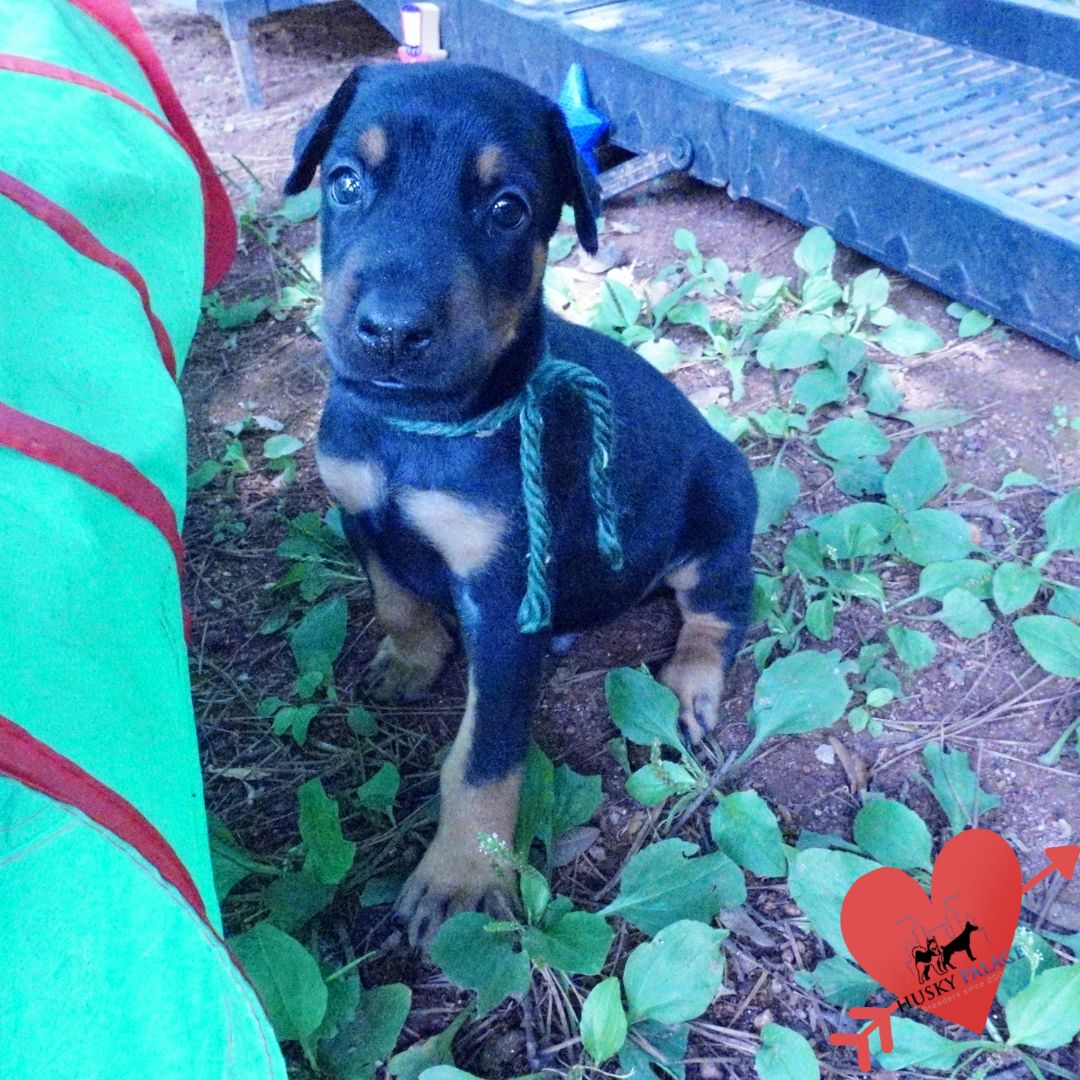 Doberman Pinscher Puppies For Sale