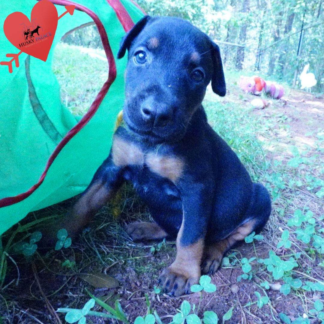 European Doberman Puppy anderson European Doberman Puppy