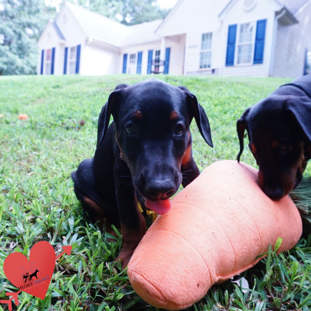 European Doberman Puppy beaufort European Doberman Puppy