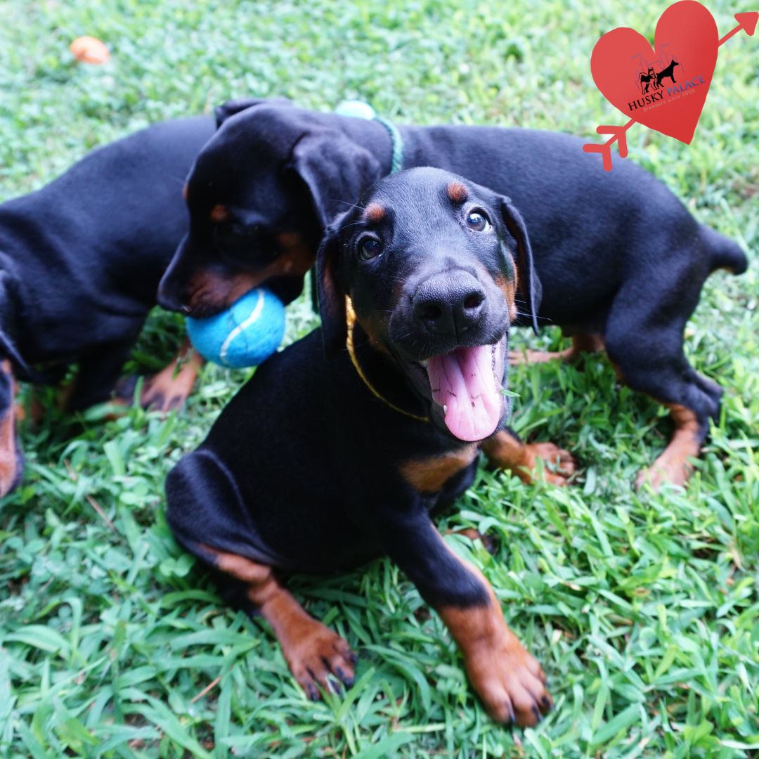 European Doberman Puppy charlotte European Doberman Puppy