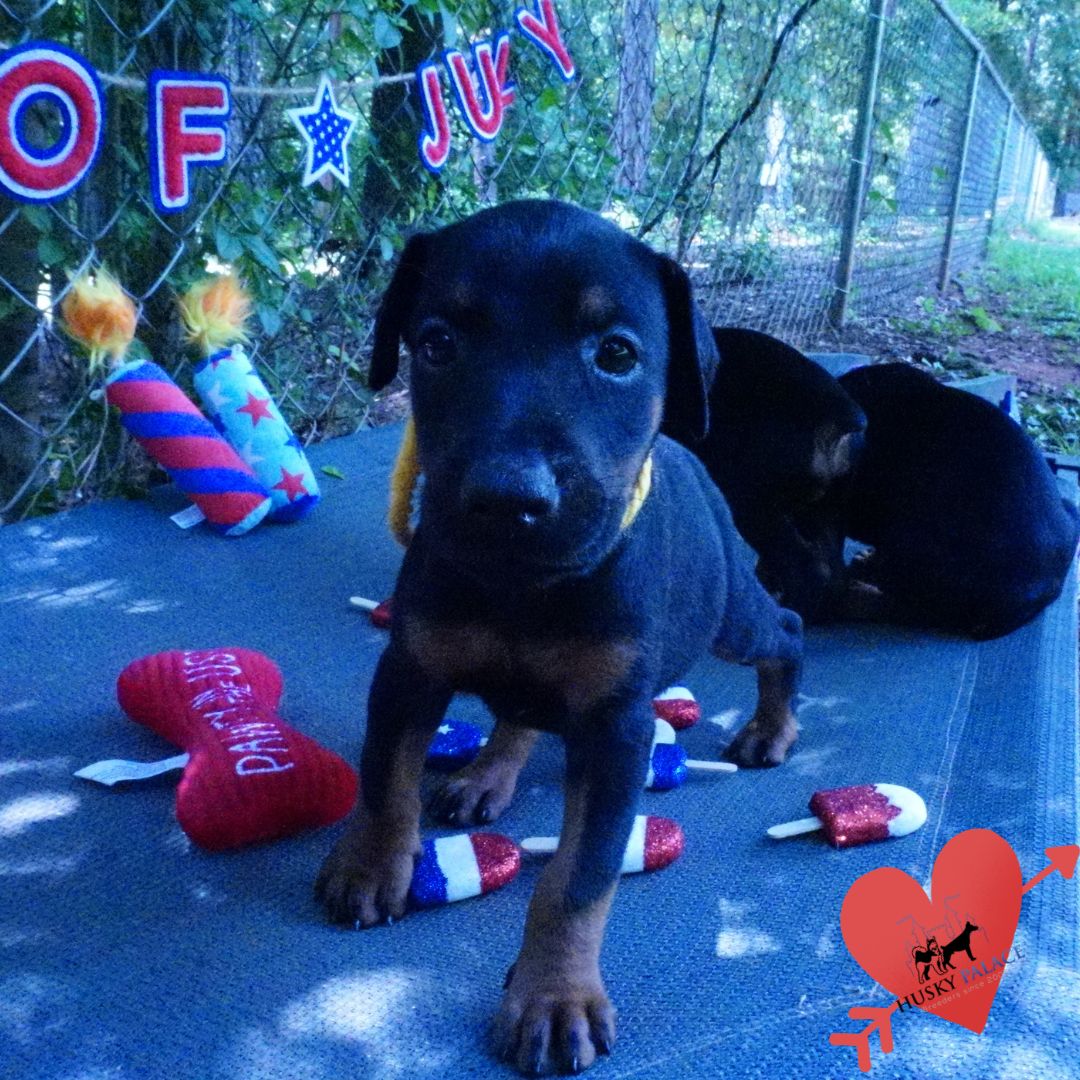 European Doberman Puppy columbia European Doberman Puppy