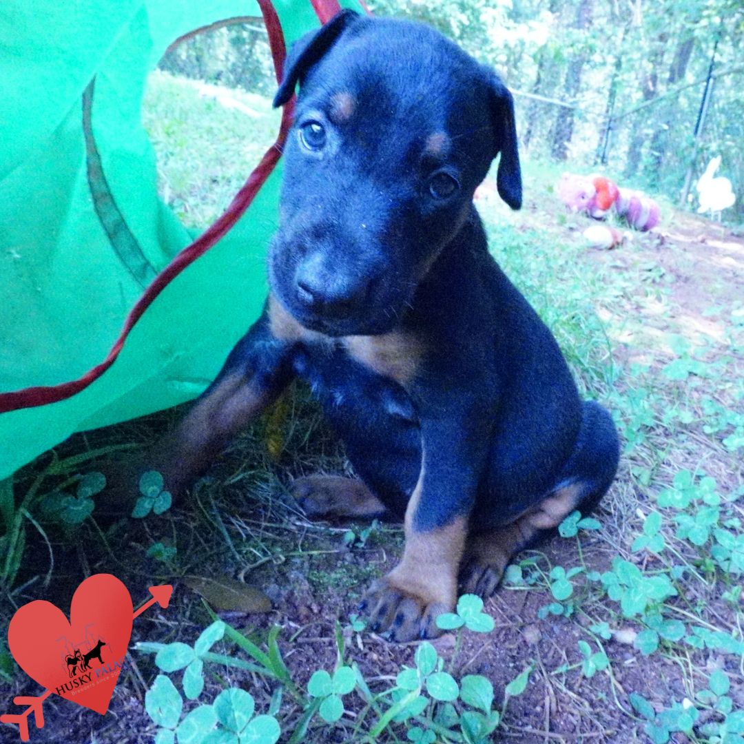 European Doberman Puppy conway European Doberman Puppy