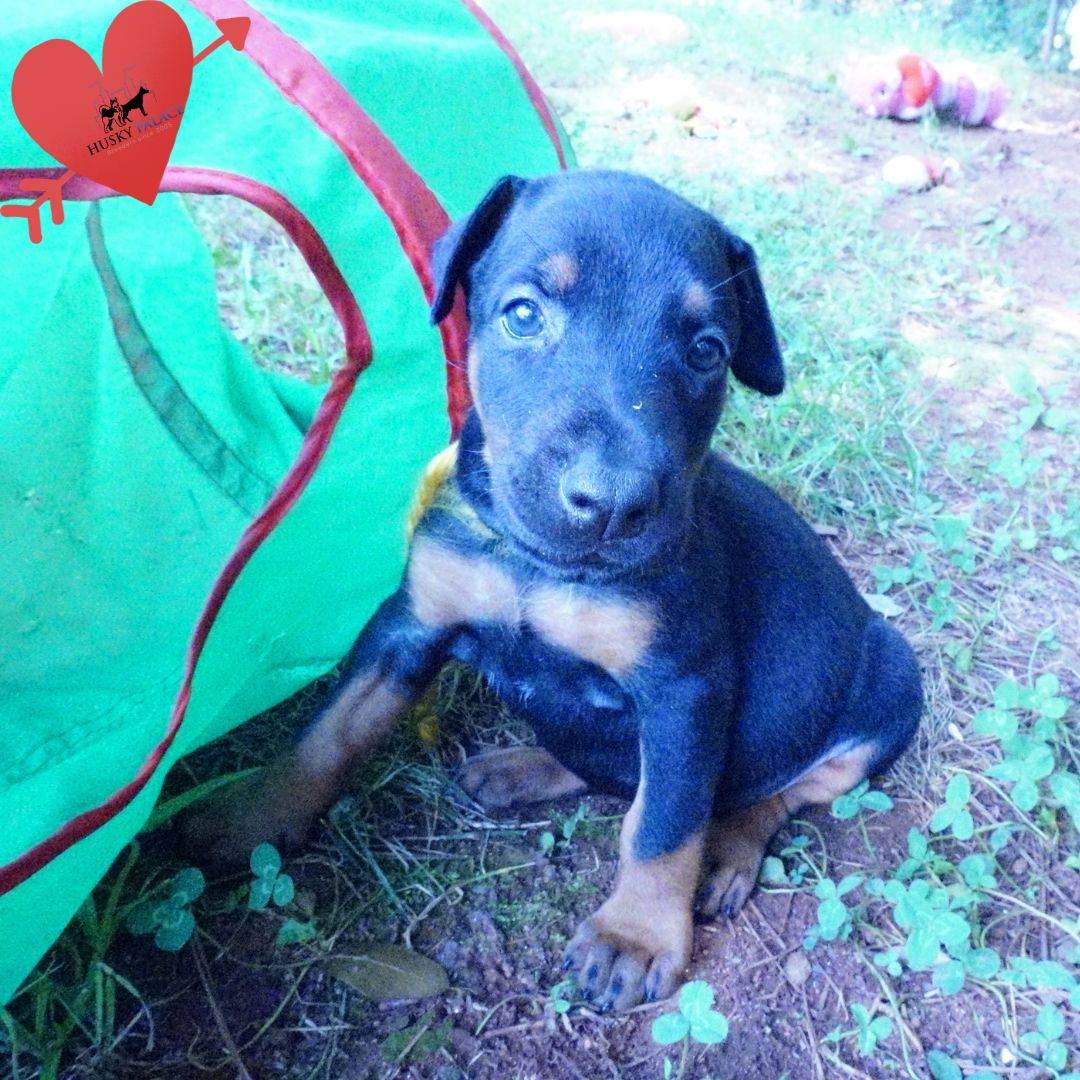 European Doberman Puppy cowpens European Doberman Puppy