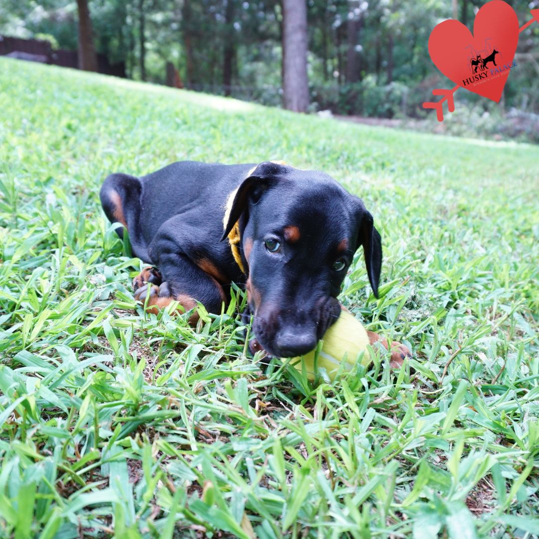 European Doberman Puppy eden European Doberman Puppy