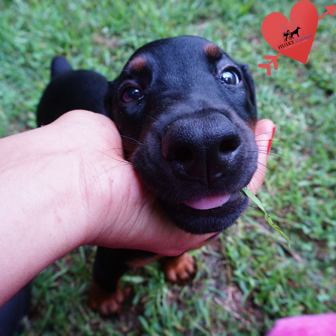 European Doberman Puppy four oaks European Doberman Puppy