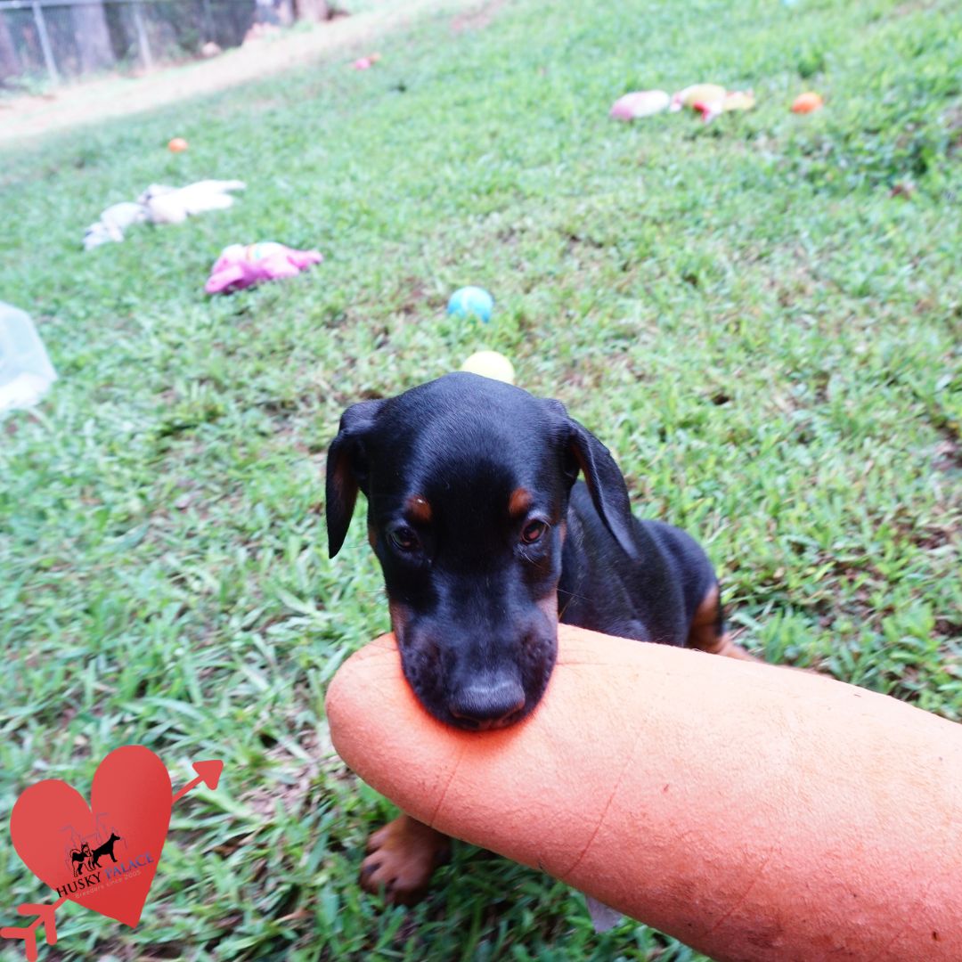 European Doberman Puppy goldsboro European Doberman Puppy