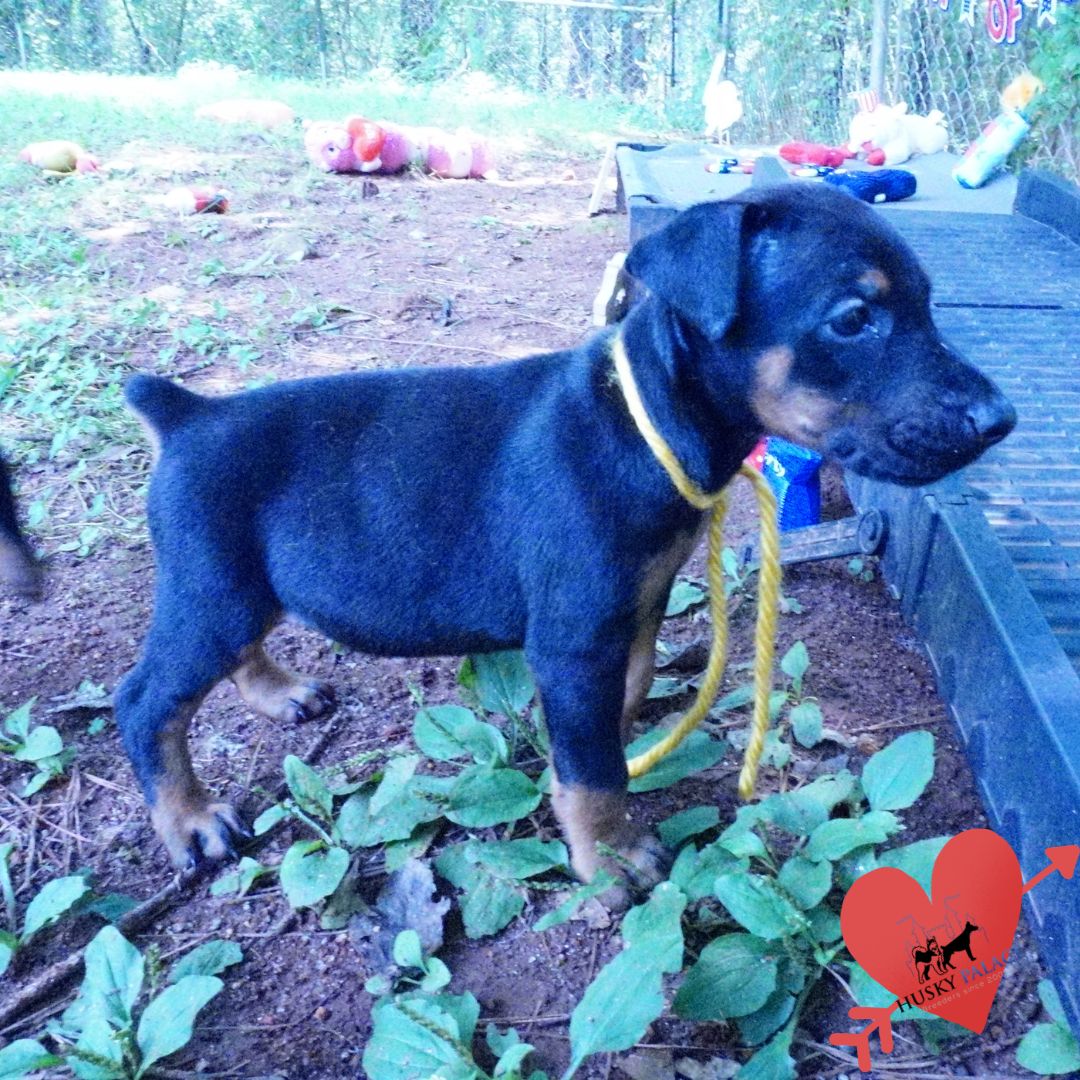European Doberman Puppy mount pleasant European Doberman Puppy