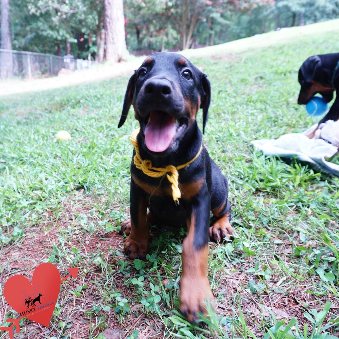 European Doberman Puppy new bern European Doberman Puppy