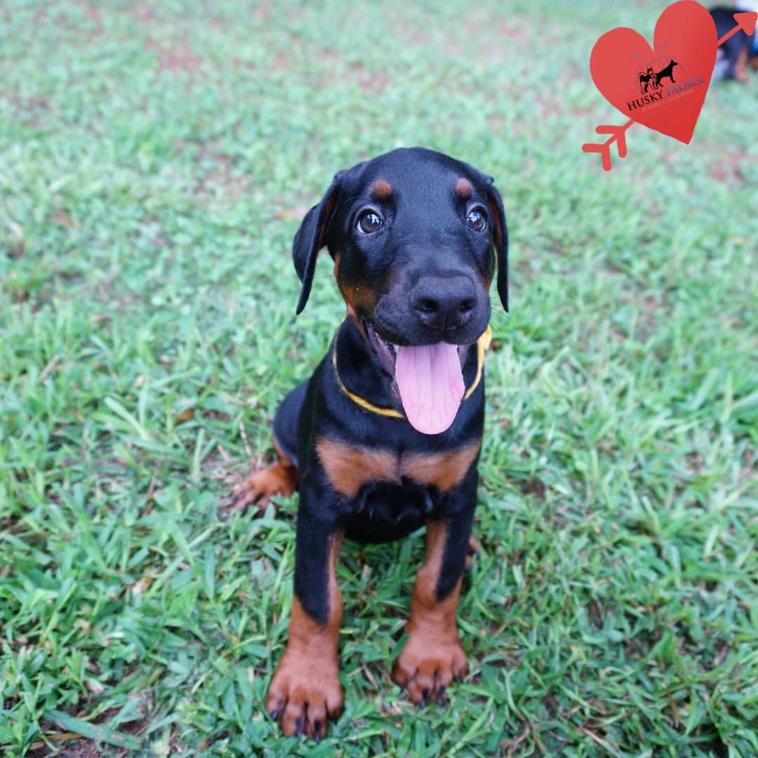 European Doberman Puppy
