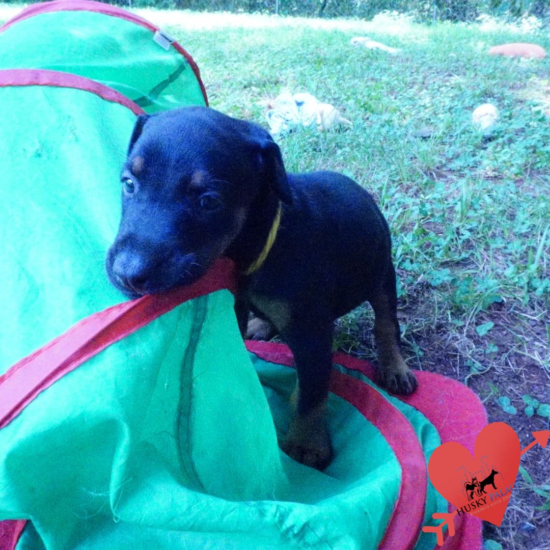 European Doberman Puppy north European Doberman Puppy