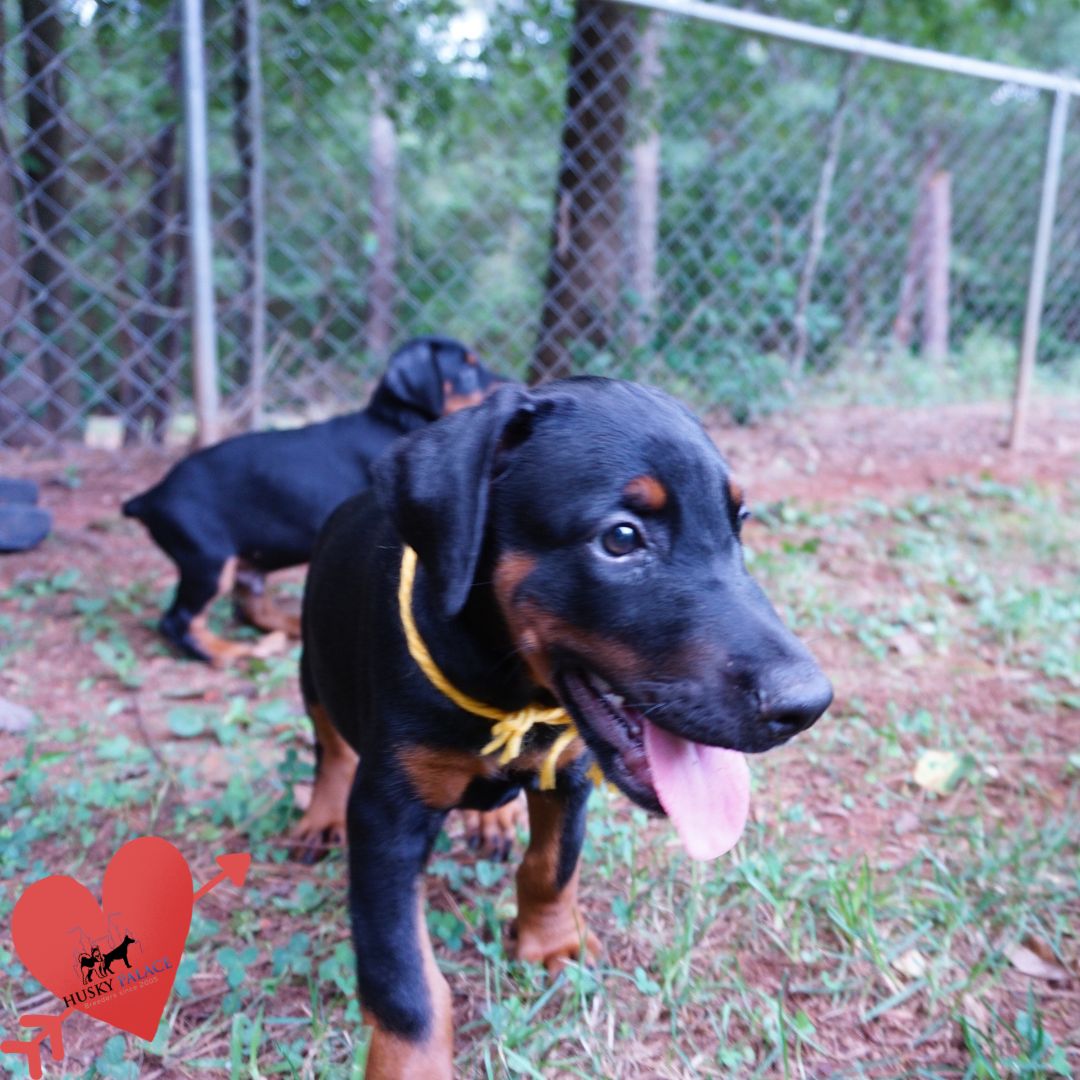 European Doberman Puppy pink hill European Doberman Puppy