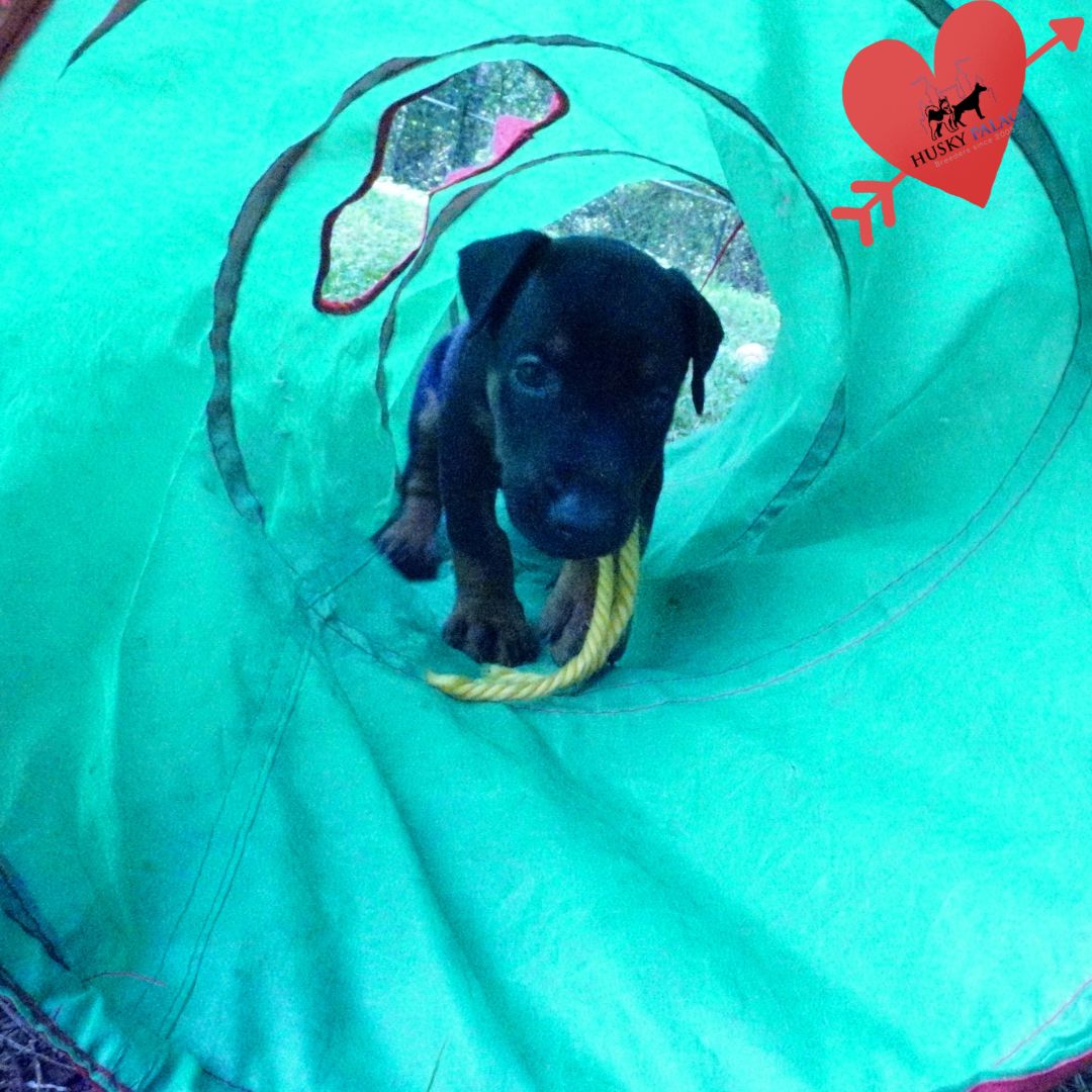 European Doberman Puppy rock hill European Doberman Puppy