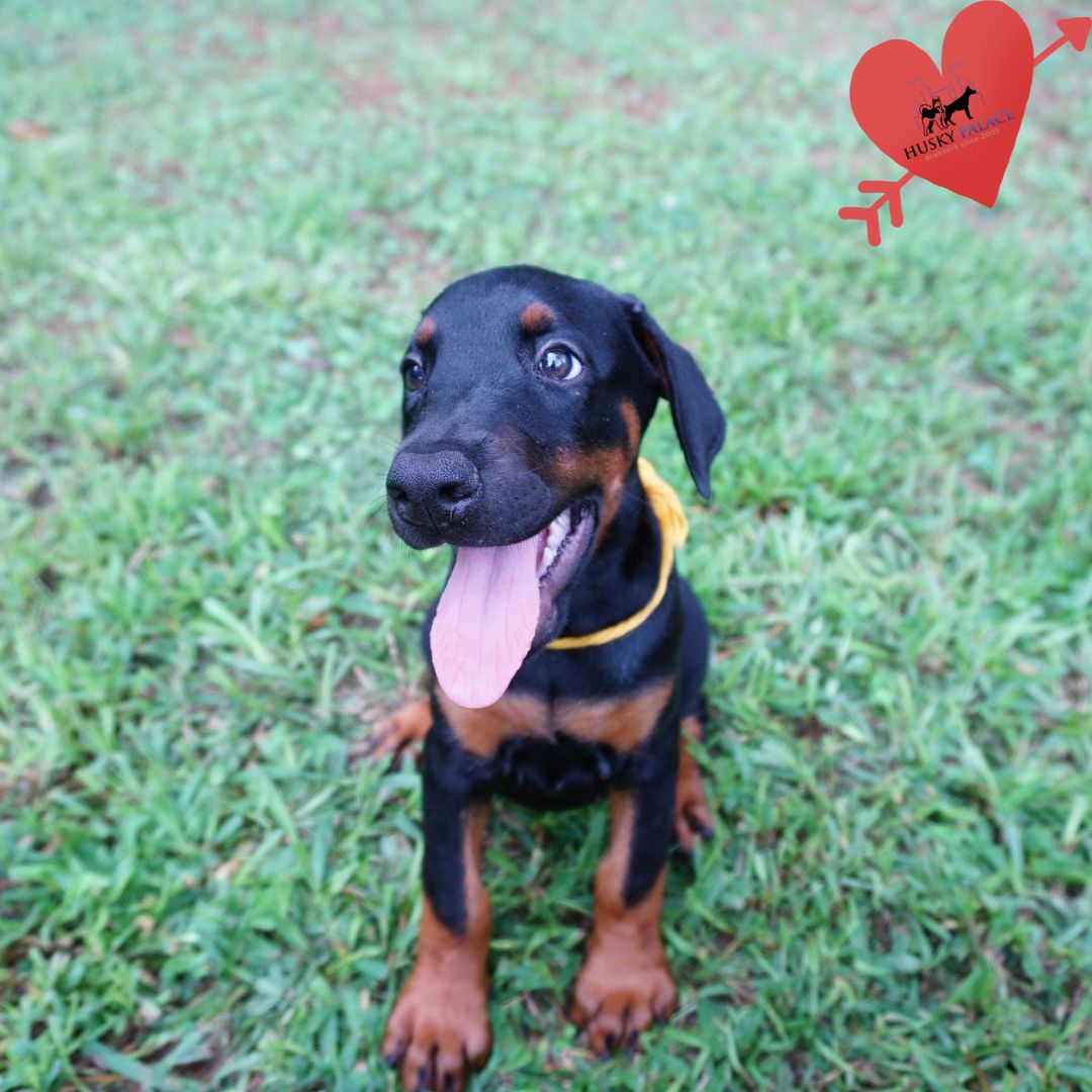 European Doberman Puppy spring hope European Doberman Puppy