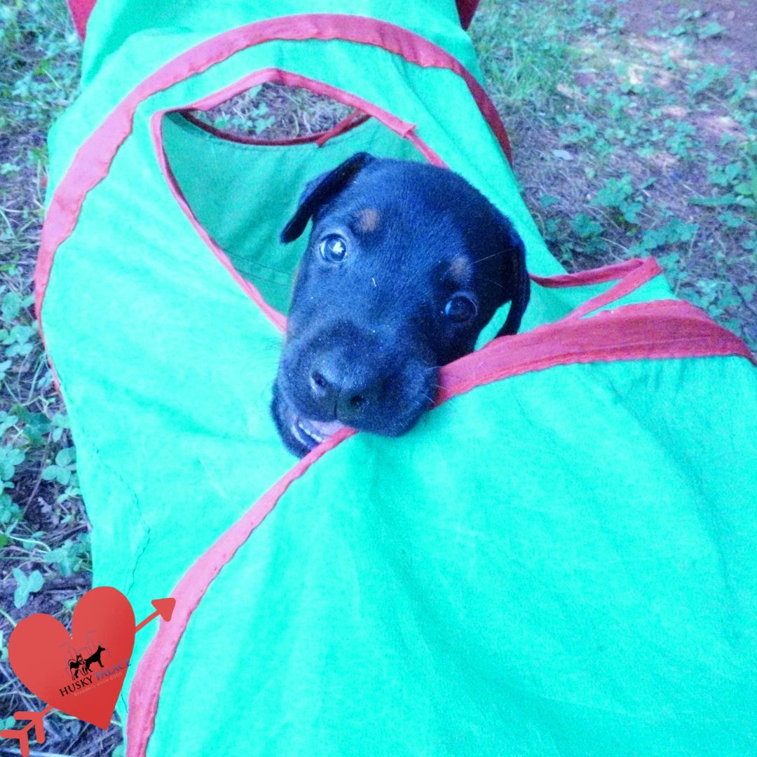 European Doberman Puppy traverlers rest European Doberman Puppy