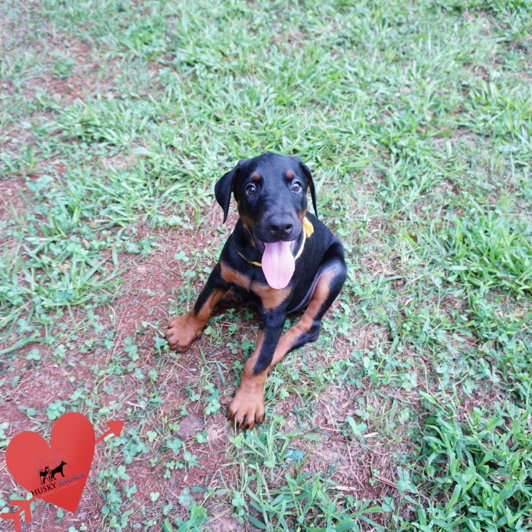 European Doberman Puppy wilmington European Doberman Puppy