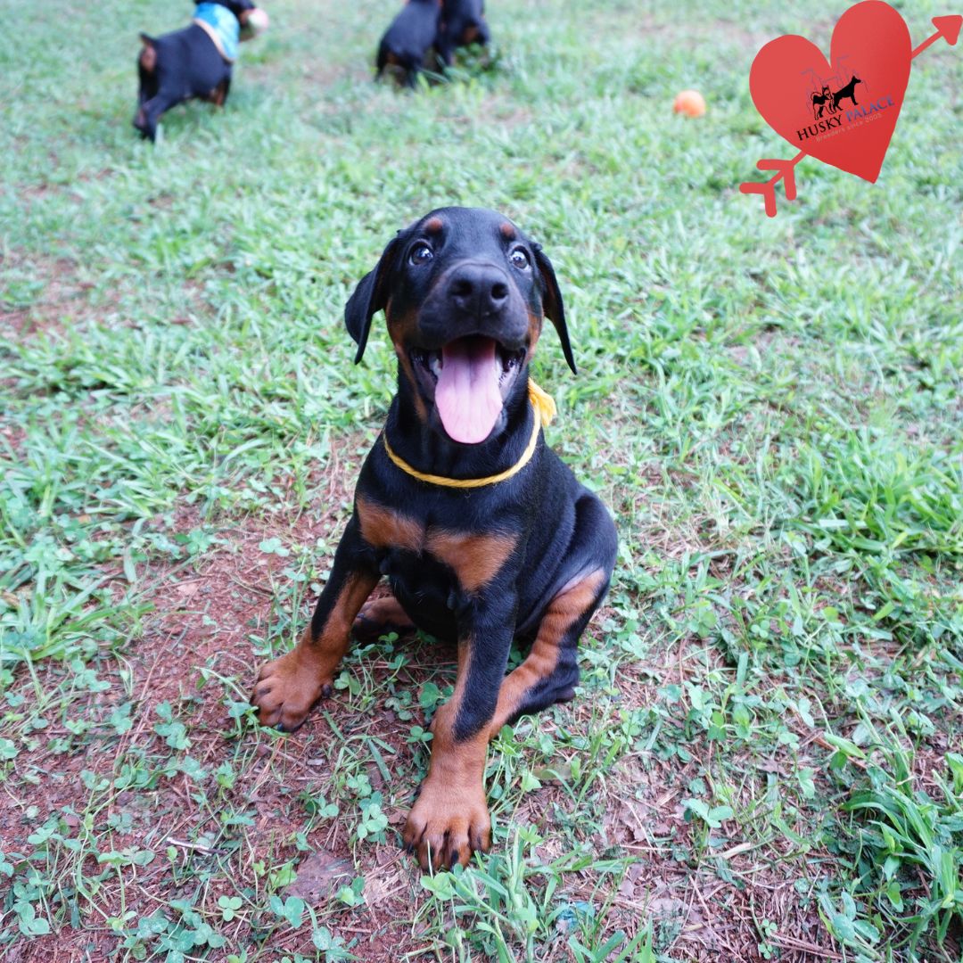European Doberman Puppy winston salem European Doberman Puppy