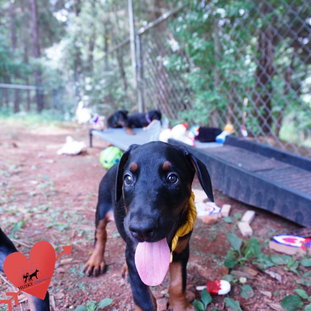 European Doberman Puppy youngesville European Doberman Puppy