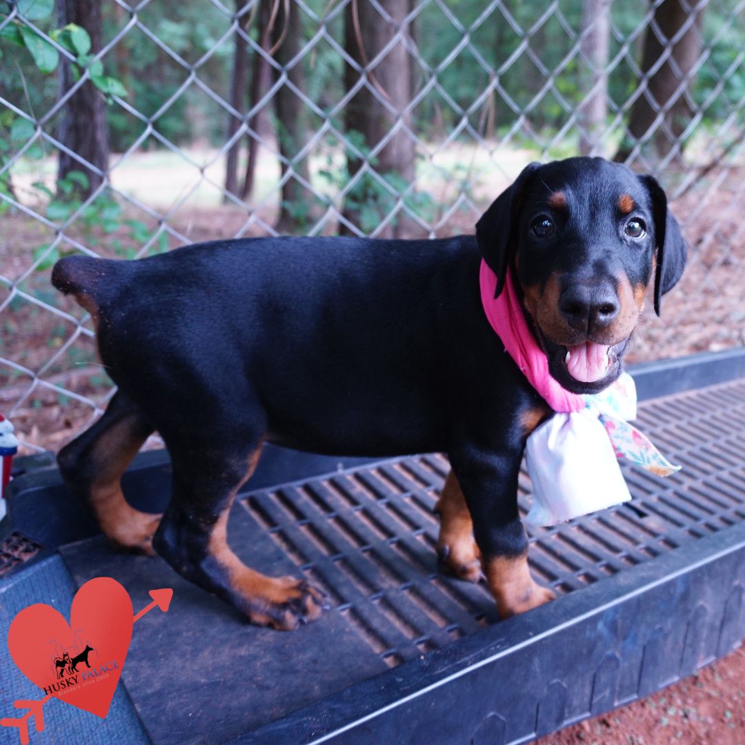 European Dobermans
