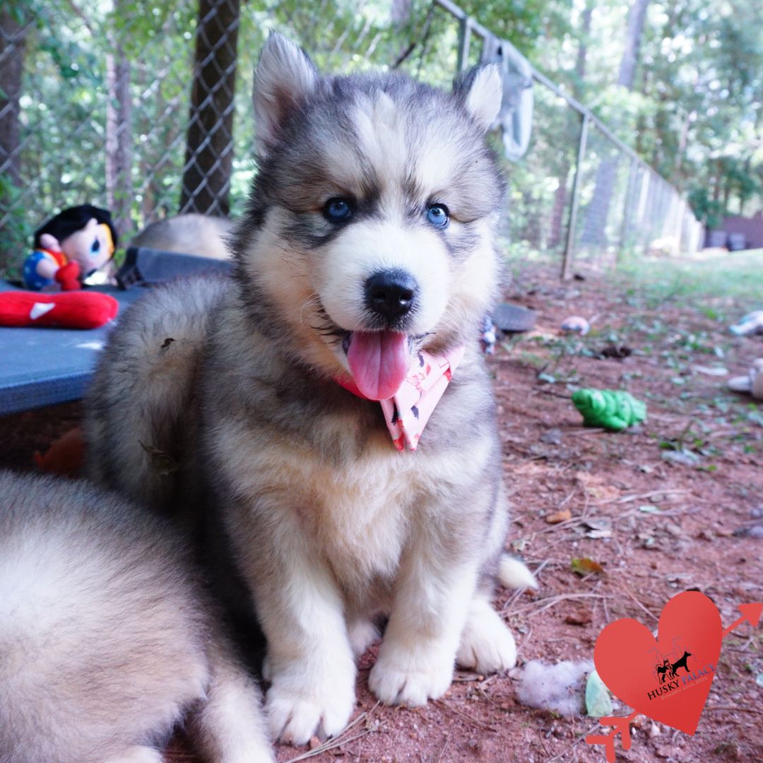 Husky Dog Breeders anderson Husky Dog Breeders