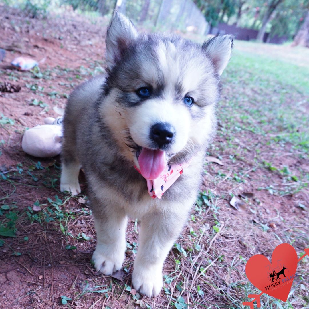 Husky Dog Breeders charleston Husky Dog Breeders