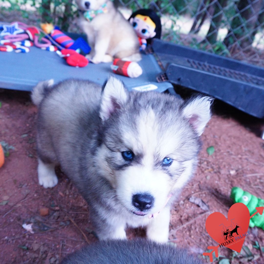 Husky Dog Breeders columbia Husky Dog Breeders