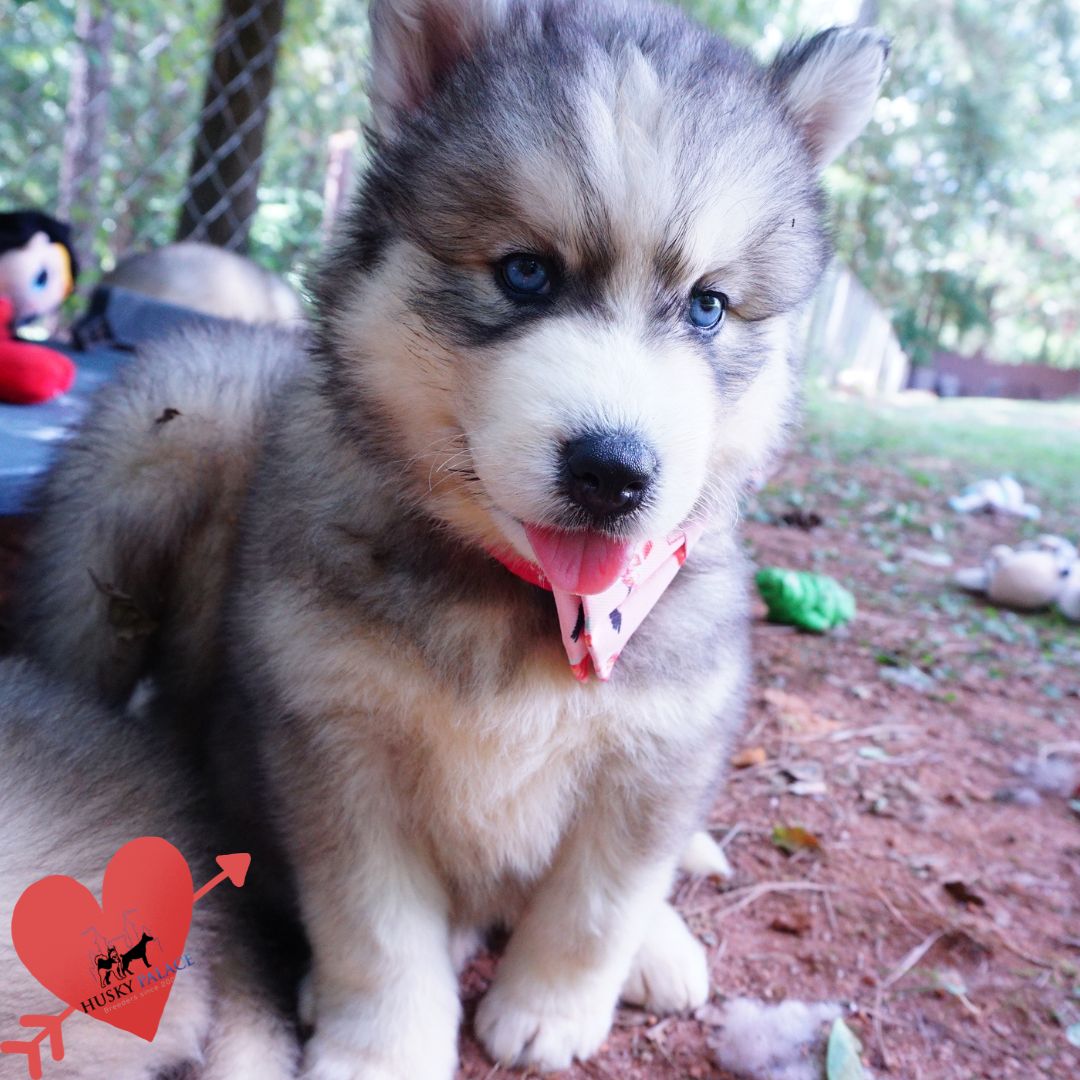 Husky Dog Breeders florence Husky Dog Breeders