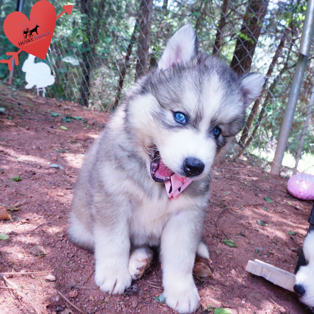 Husky Dog Breeders marietta Husky Dog Breeders