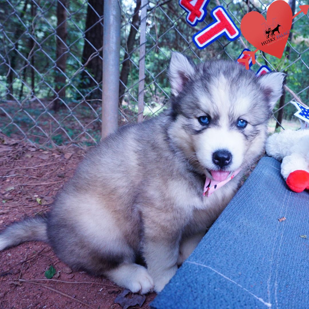 Husky Dog Breeders taylors Husky Dog Breeders