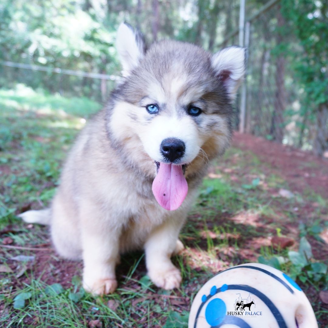 Husky Dog Breeders wilson