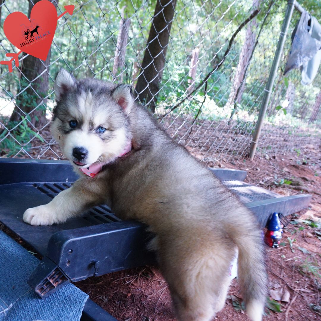 Husky Dog Breederslaurencs Husky Dog Breeders