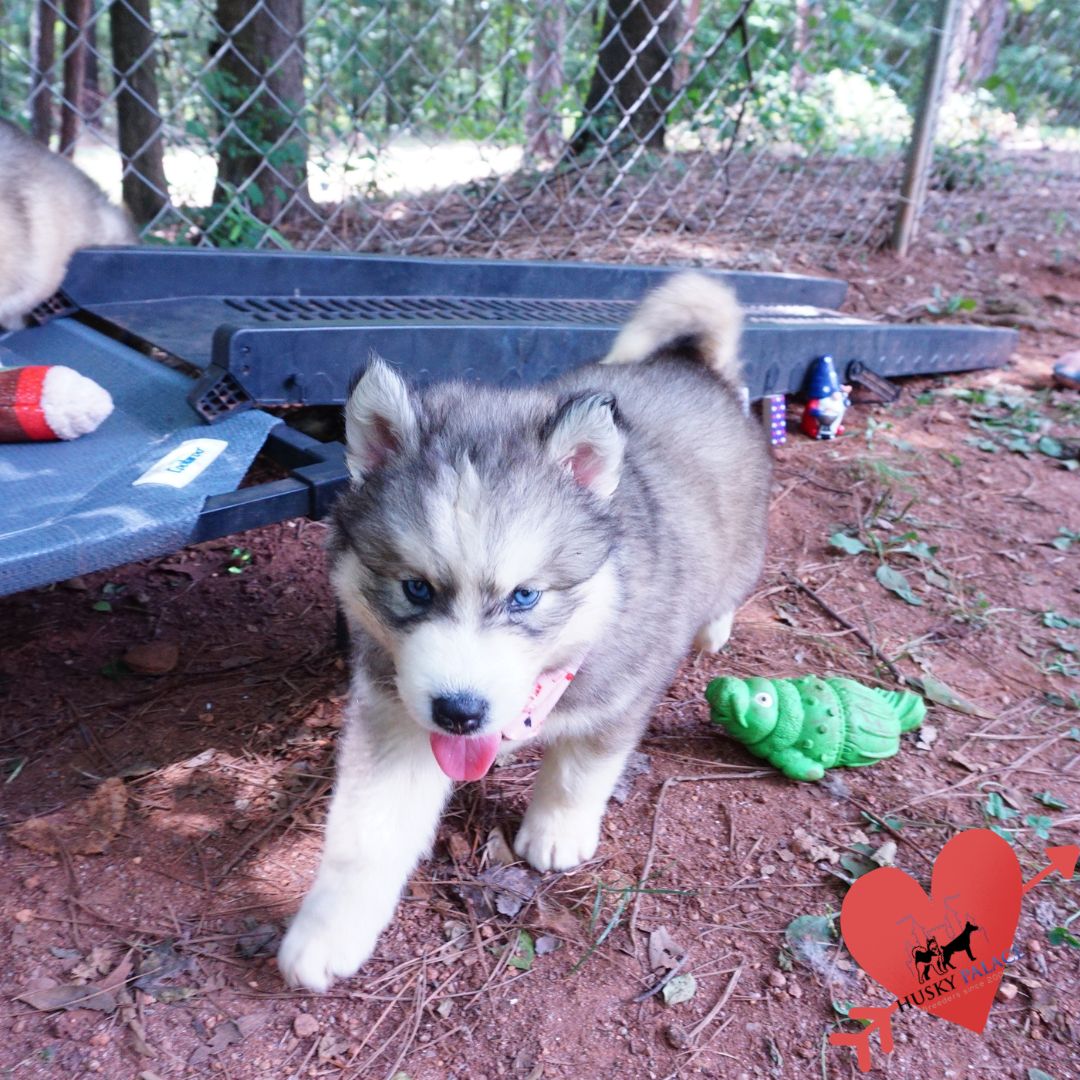 Husky Dog Breederswalhalla Husky Dog Breeders