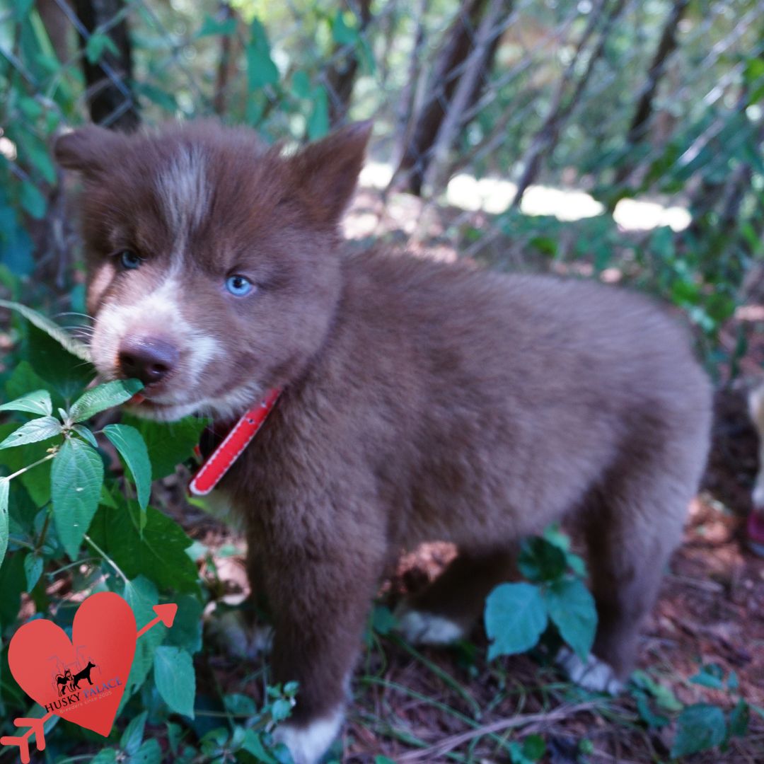 Pure Husky