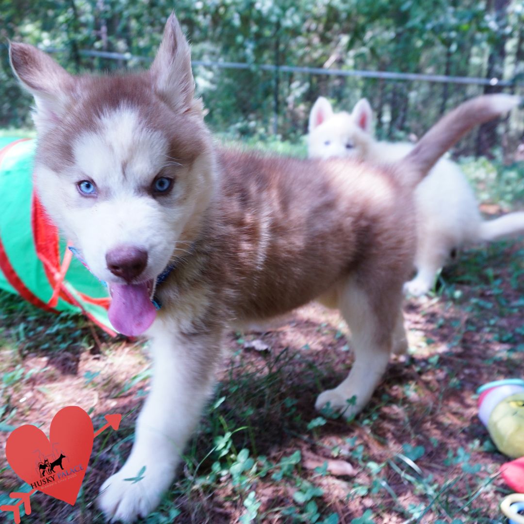Red Male Husky