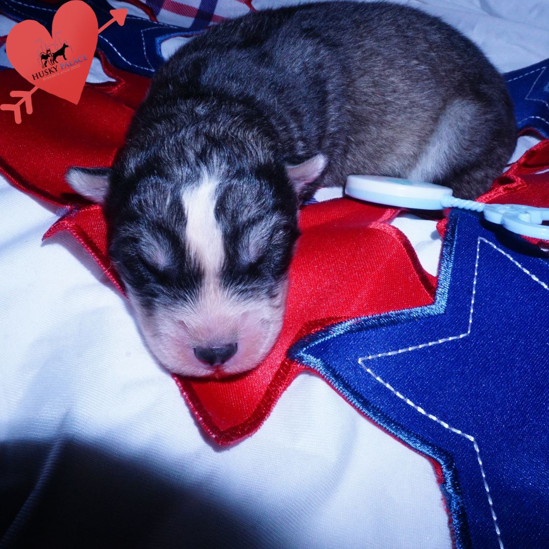 Siberian Husky Puppies For Sale