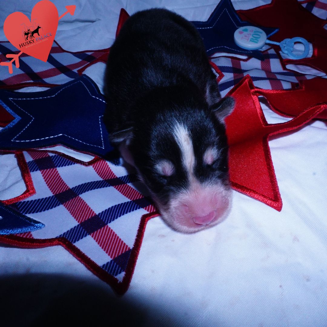 Siberian Husky Puppies For Sale