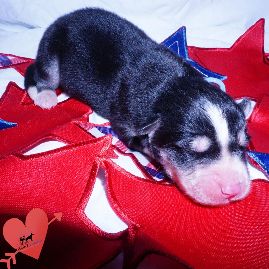 Siberian Husky Puppies For Sale