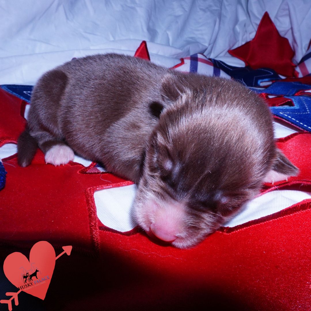 Siberian Husky Puppies For Sale