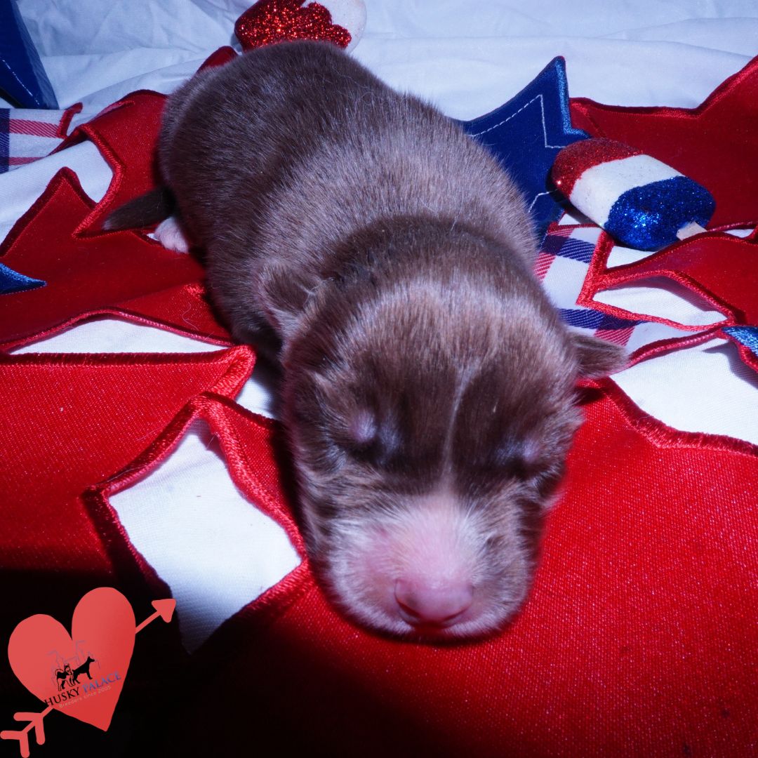 Siberian Husky Puppies For Sale