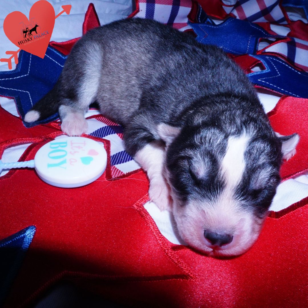 Siberian Husky Puppies For Sale