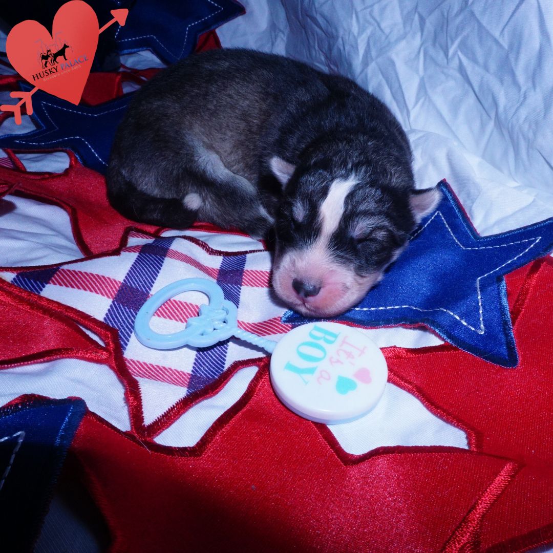 Siberian Husky Puppies For Sale