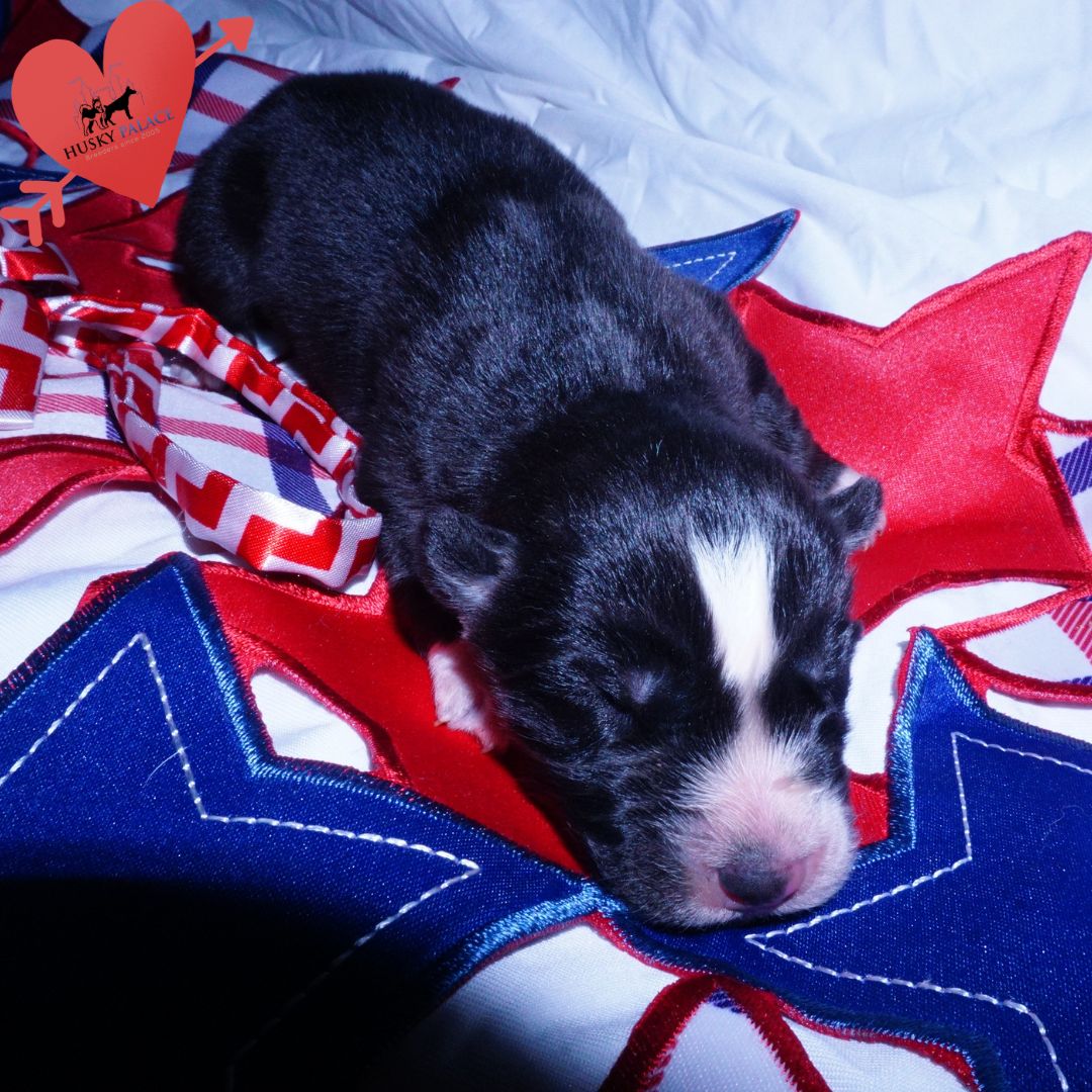 Siberian Husky Puppies For Sale