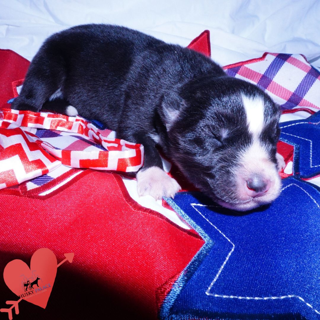 Siberian Husky Puppies For Sale